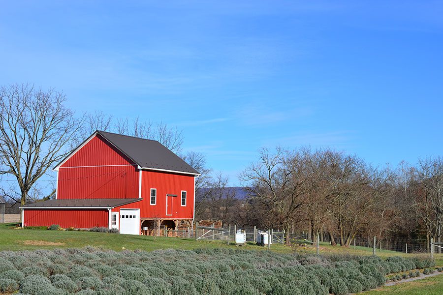 Williamstown PA - View of a Red Barn on a Lavender Farm Against a Blue Sky in Williamstown Pennsylvania